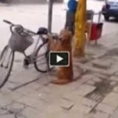 Incrível! Cão Guarda Bicicleta do Dono e Ainda Pega Carona (Vídeo)