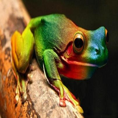 Sapo arco-íris o anfíbio mais raro do planeta
