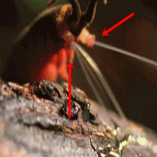 O bizarro verme-aveludado espirra líquido para matar presas