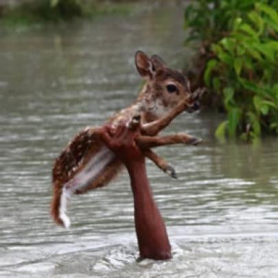 Garoto se arrisca para salvar filhote de cervo de enchente em Banglade