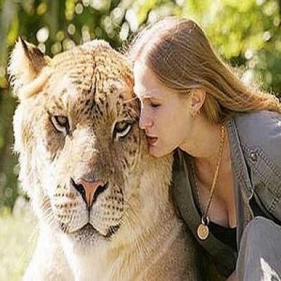 Hércules, a mistura de Leão e Tigre originou o maior felino do Planeta