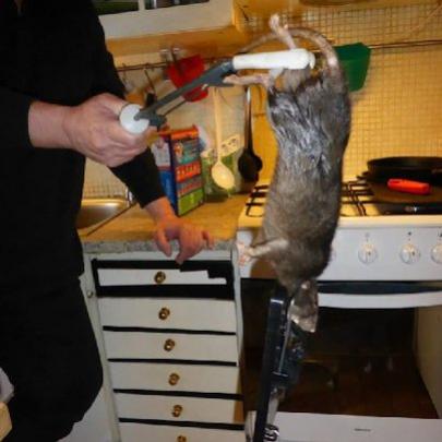 Rato gigante aterroriza família na Suécia