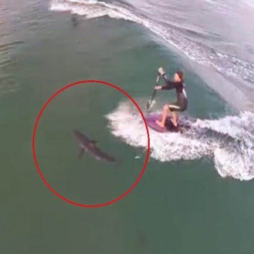 Surfista passa ao lado de um tubarão, mas não o percebe