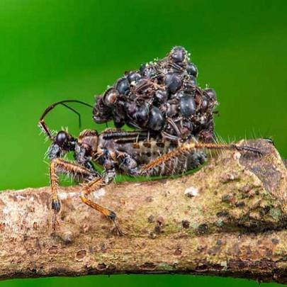 Este inseto mata os outros e faz uma armadura com os corpos , veja: