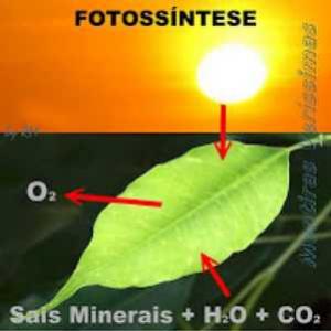 Fotossíntese e respiração, uma interdependência vital na biosfera