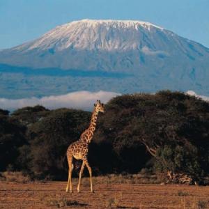 Kilimanjaro – A montanha mais alta da África