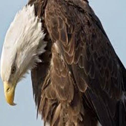 Saiba mais: Aguia-americana está ameaçada de desaparecer