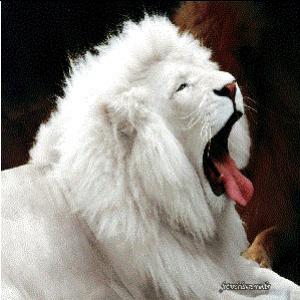 Veja o Unico Leão Branco do Mundo