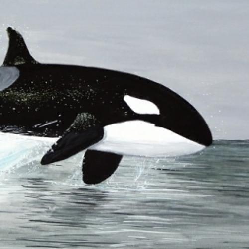 Orcas x Tubarão: quem vence o confronto