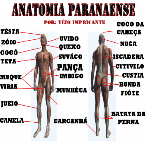 Anatomia Paranaense do corpo humano