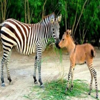 Filhote de zebra com jumento nasce em um zoológico do México
