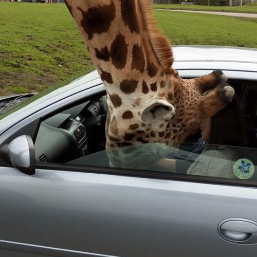 Girafa enfia a cabeça em carro e acaba quebrando vidro de janela