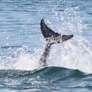 Japão - os golfinhos selvagens de Nanao