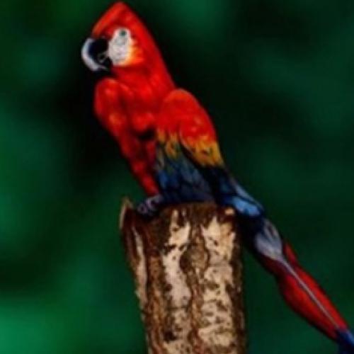 Um papagaio ou uma obra de pintura corporal?