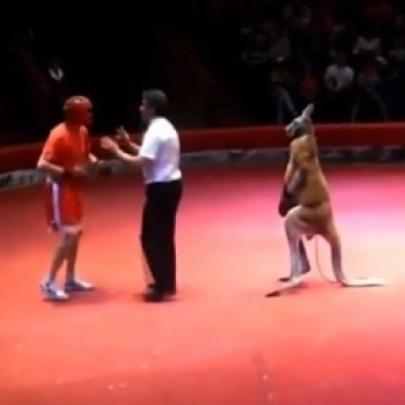Homem luta boxe com canguru no Vietnã