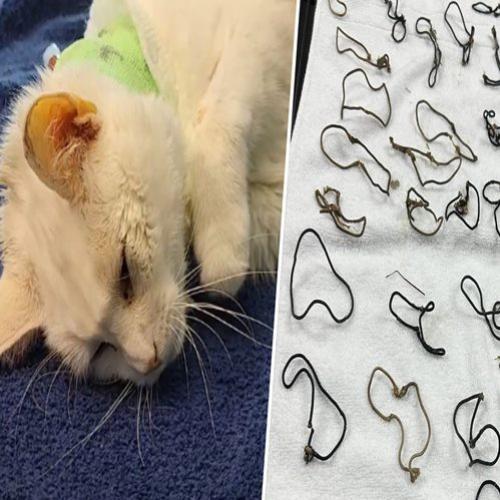 Gato resgatado tinha 38 laços de cabelo no estômago