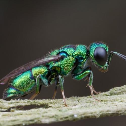 Conheça a vespa que transforma baratas em zumbis