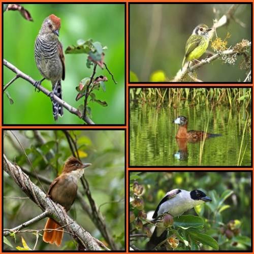 Dez espécies de aves são vistas pela primeira vez no oeste do Paraná