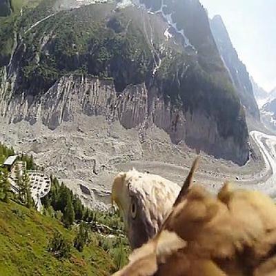 Câmera fixada nas costas de uma águia mostra como veriamos o mundo se.