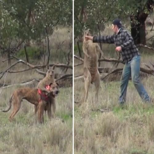 Homem dá soco em canguru para salvar seu cachorro