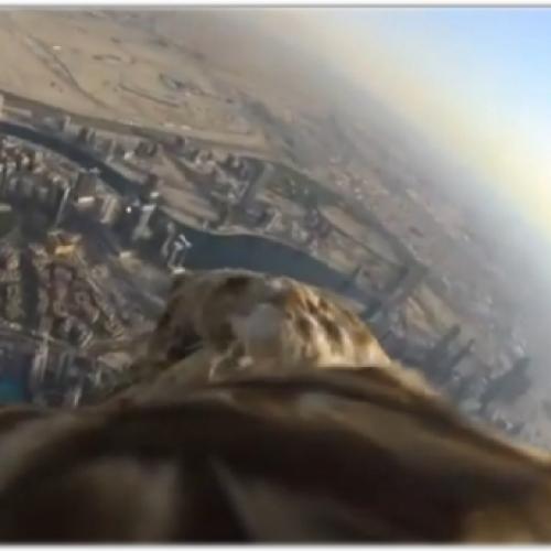 Águia Cam voando alto em Dubai : espetáculo de vídeo