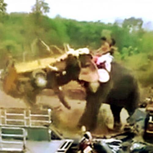 Elefante enfurecido destrói veículos durante festival na Índia