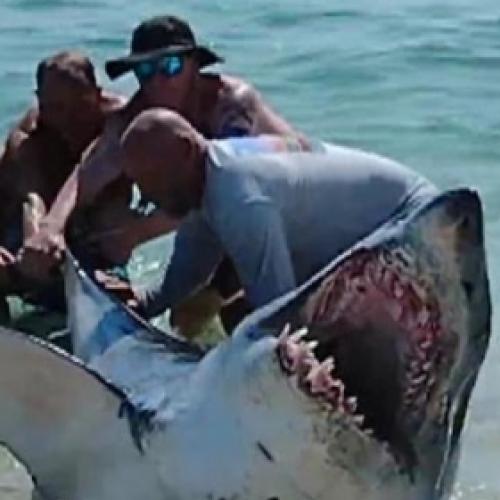 Banhistas se unem para colocar tubarão de volta no mar
