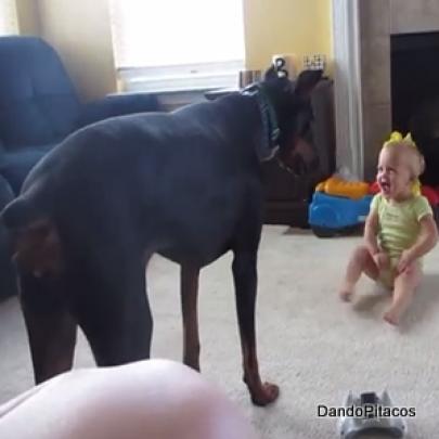 Lily, uma enorme cadela Doberman, faz bebê dar gargalhadas