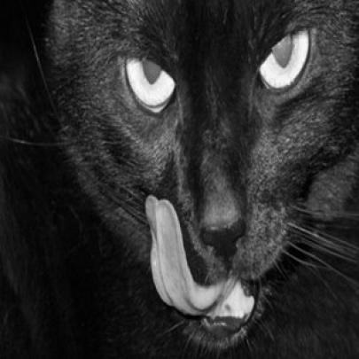 9 Gifs de gatos demoníacos