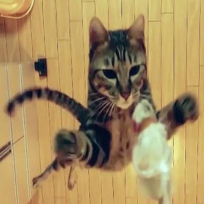 O gato que salta mais alto do mundo!
