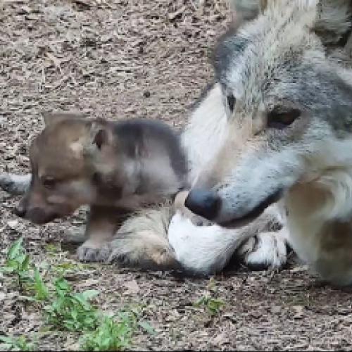 Filhotes de lobo tiram o dia para atazanar seu pai