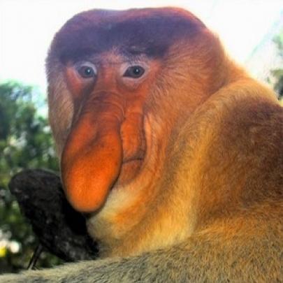 Macaco-narigudo atrai as fêmeas pelo nariz avantajado 