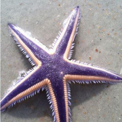 Esta incrível estrela-do-mar realmente existe?
