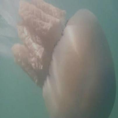 Vídeo mostra água-viva gigante na Inglaterra
