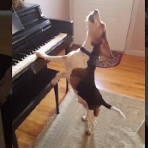 Mais um cão que queria ser pianista