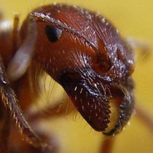 Formiga vermelha pode ajudar a prever terremotos