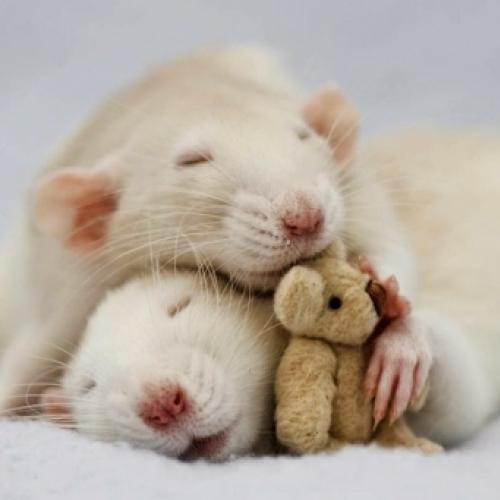 Top 15 - Fotos de ratos engraçados