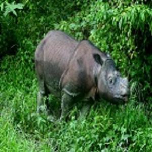 Rinocerontes de Sumatra Estão desaparecendo!!São menos de 100!!!