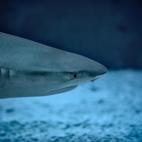 Vídeo registra momento em que tubarão é devorado por peixe maior