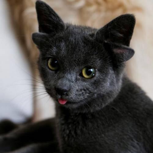 Midas: A gata que nasceu com 4 orelhas