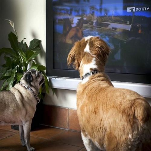 Tem cachorro? Existe um canal de TV só para entreter os cães