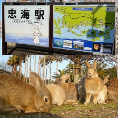 Okunoshima - a ilha dos coelhos no Japão
