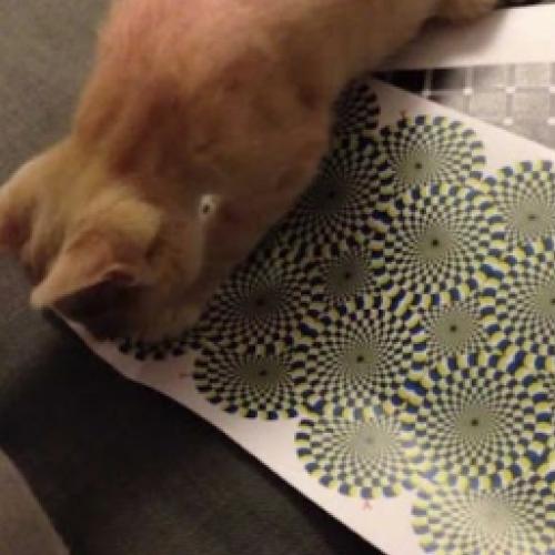 Veja como um gato reage a essa ilusão de ótica
