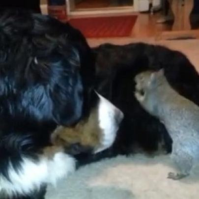 Momento fofura: Esquilo tenta esconder sua noz no pelo de um cão
