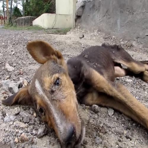 Vídeo mostra resgate de cão gravemente doente e comove o mundo