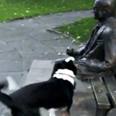 Cachorro tentando brincar com uma estatua