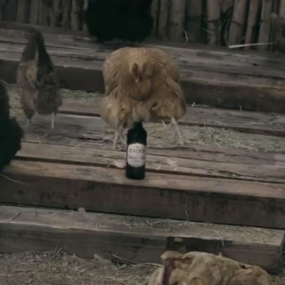 Vídeo mostra galinha que bota cerveja no lugar de ovos.