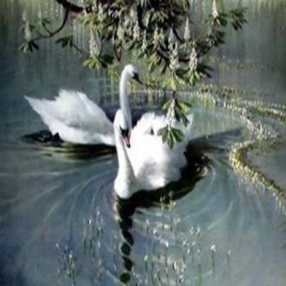 Cisne-branco: saiba mais sobre essa ave surpreendente