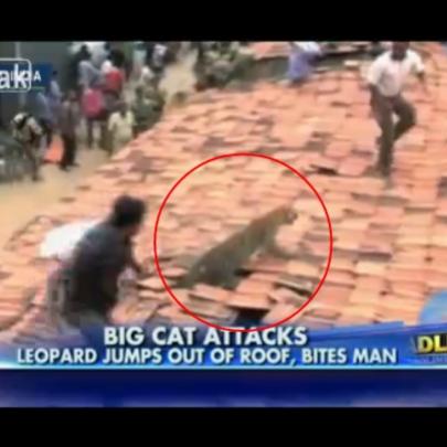 Leopardo atravessa telhado e ataca moradores de uma vila
