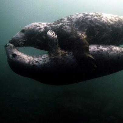 Imagens incríveis e o beijo das focas nas ilhas Farne